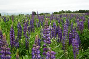 Резервный день на случай непогоды