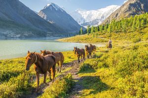 Йога-тур на Алтай к священной горе Белуха: выход на новый уровень