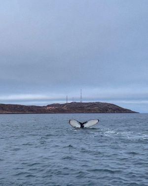 Поиск китов и сияния! Русская баня