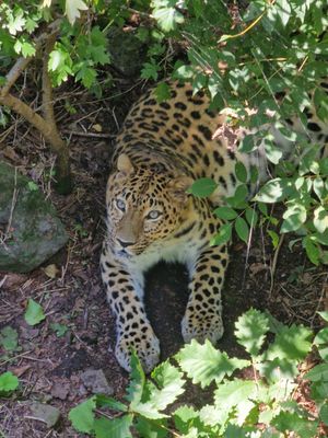 Приморский Сафари Парк