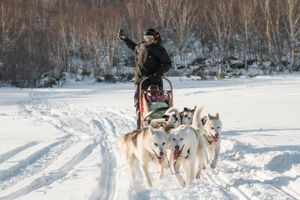 Катание на собачьих упряжках