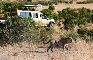 Maasai Mara Game Drive