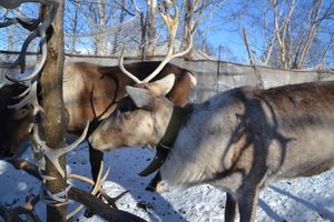Катание на собачьих упряжках