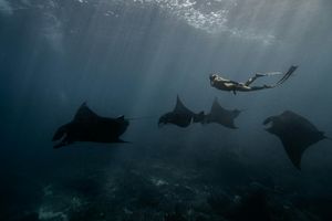 Нуса Пенида. Часть вторая. Манты