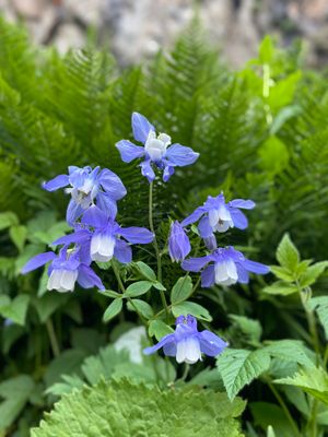 Бадукские озера