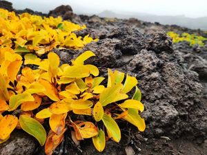 Вулкан Горелый