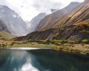 Владикавказ Цей Мамисон