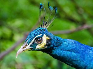 Куала-Лумпур