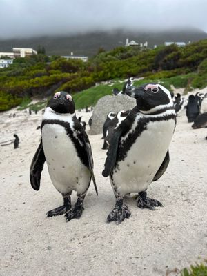 Пингвины и котики - Ваш любимый день