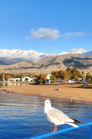 Цвет настроения - красный: маковые поля Кыргызстана