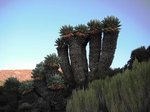 31 января. 2980 - 3840. Верещатники