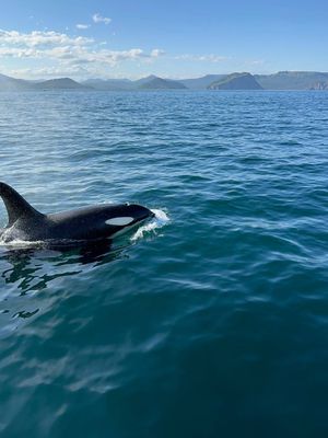 К бухте Русская в поисках косаток и китов