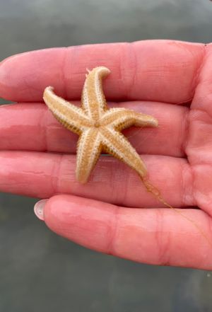 Соловецкий архипелаг + Белые киты