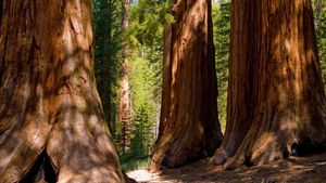 Бейкерсфилд Нп Секвойя Фресно Сан-Хосе