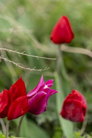 Бескрайние степи и цветущие тюльпаны