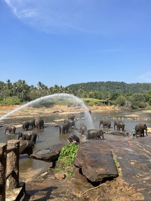 ЗНАКОМСТВО СО СЛОНАМИ. ПАМЯТНИК ЮНЕСКО