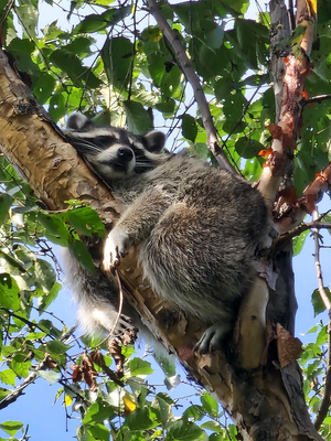 Приморский Сафари Парк