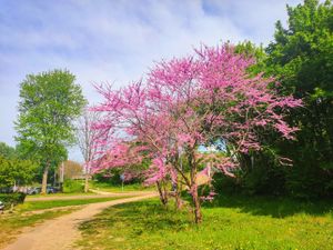 Возвращение в Амстердам