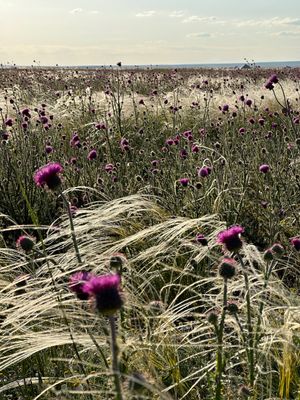 Столица республики, буддийские храмы, аэропорт