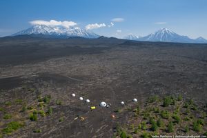 Мертвый лес