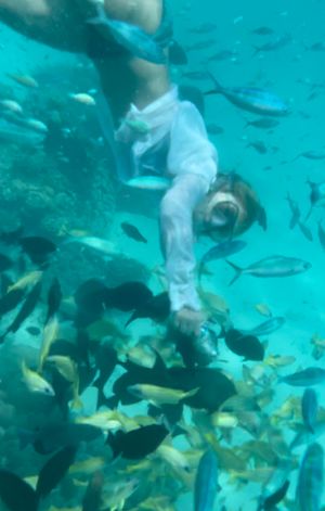 Морские приключения. Снорклинг с мантами