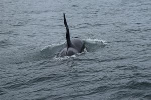 Морская прогулка