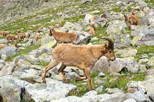 Поход в ущелье Безенги. Водопад Жигинджи