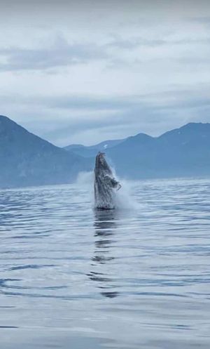 Круиз по Тихому океану, рыбалка