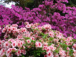 Инста красоты: Ботанический сад и крепость Петра