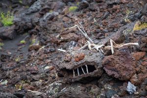 Вулкан Плоский Толбачик (подъем до 2000 м)