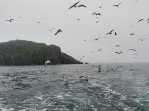 Остров Аскольд, Рикорда или по-в Брюса