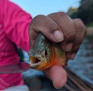 Амазония: прогулка по джунглям