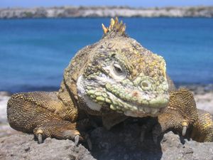 Морская Экскурсия На Остров Сеймур Или Пласа