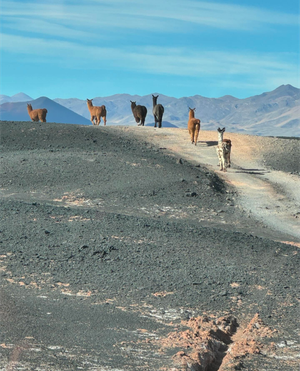 Долина Вулканов, Лагун И Солончаков