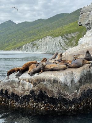 Морская прогулка к косаткам в Бухту