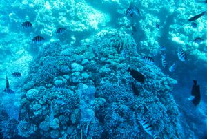 Шарм-эль-Шейх, отдых на побережье