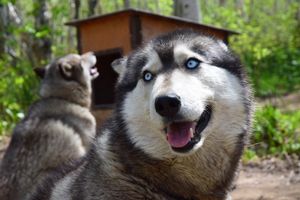 Этнодеревня