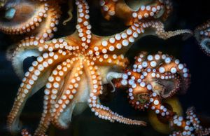 Naejangsan - Пусан