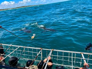 Гансбай, погружение к акулам и пляжных отдых