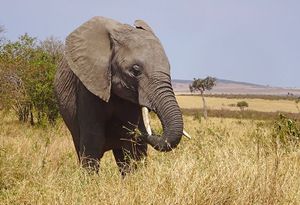 4 февраля. 3100 - 1490. Верещатники и лесная зона