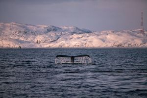 Океан Терибирка