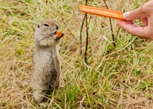 Водопады в урочище Джилы-су