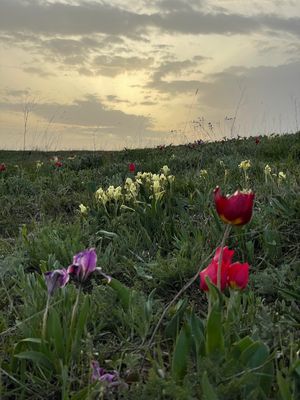 Бескрайние степи и цветущие тюльпаны