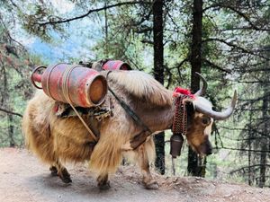 Намче-Базар - Лукла