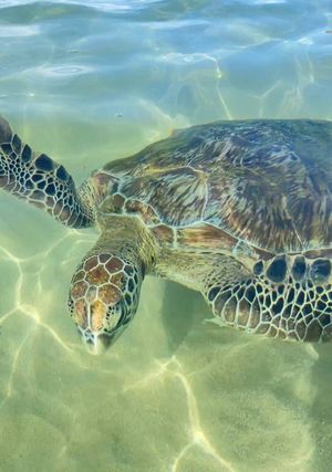 Черепаший день