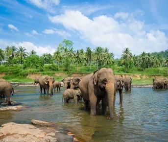 Золотое кольцо Шри-Ланки