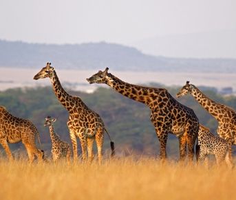 Другая Африка - Кения-Танзания-Занзибар