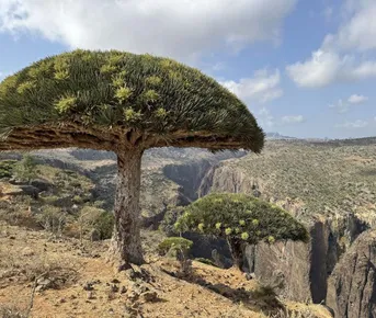 Идеальный тур на Сокотру 8 дней