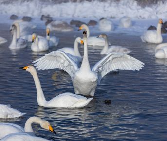 Новый год и Рождество на Алтае 2026