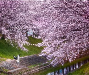 Цветение сакуры в Японии